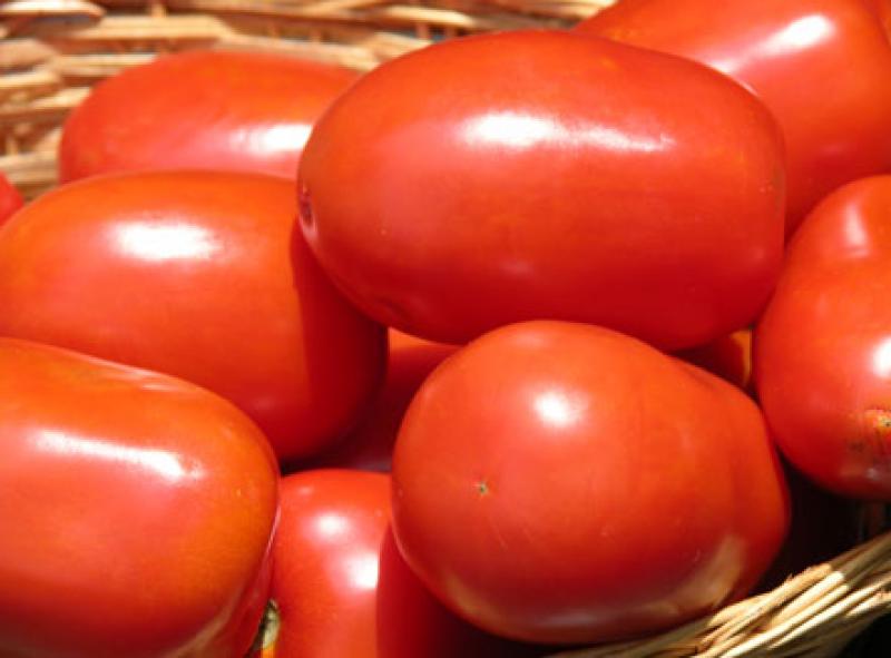 tomate granel